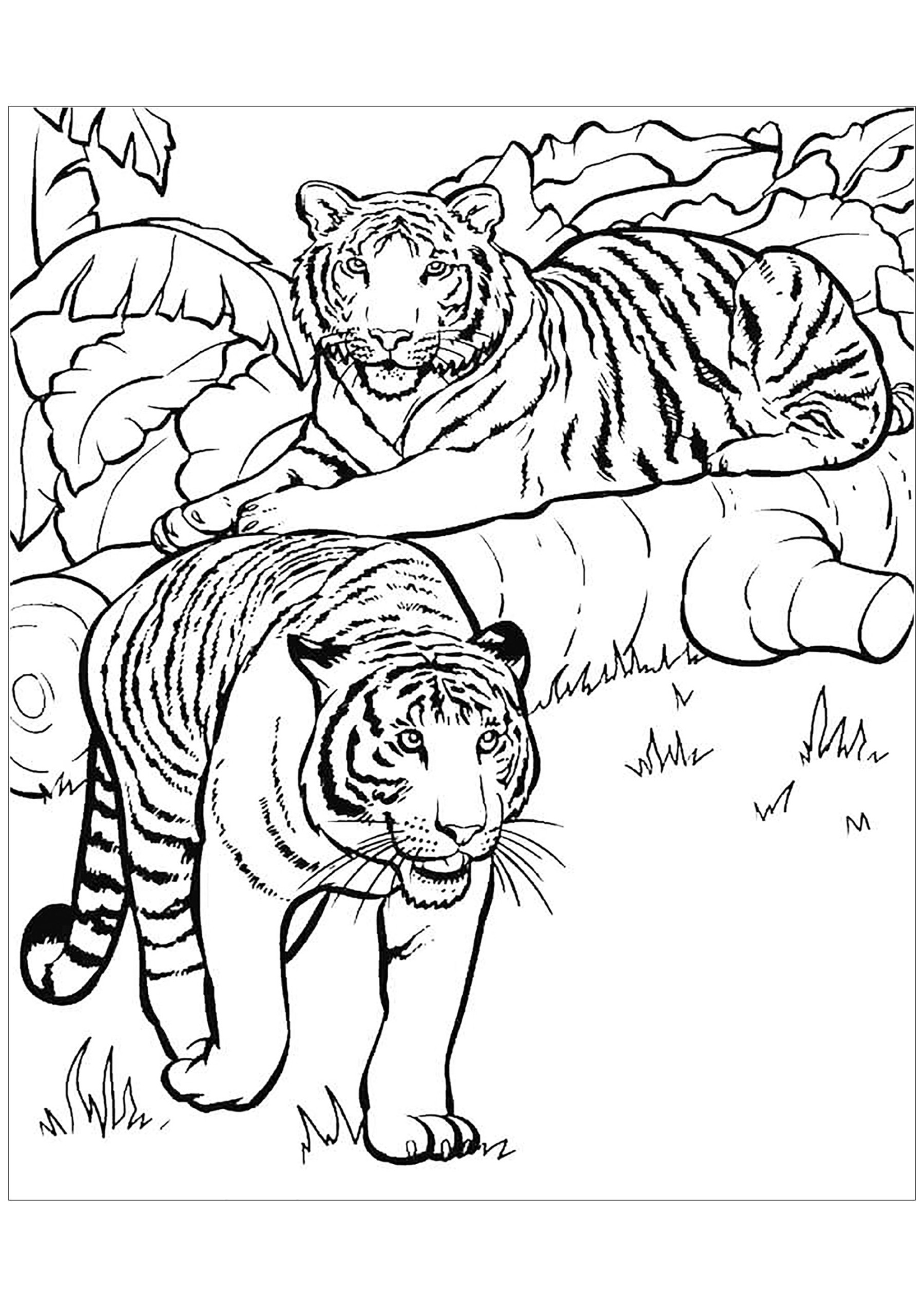Free tiger drawing to download and color - Tigers Kids Coloring Pages